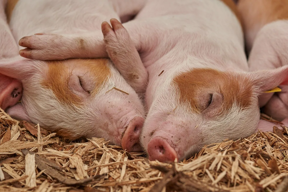 piglet-g10fd2b310_1920 Heute ist Tag des Schweins – das sind unsere besten Artikel zum Thema