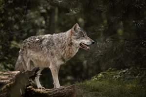 Vom Jäger zum Gejagten? Diesen Winter könnten erste Wolfsrudel präventiv reguliert werden.