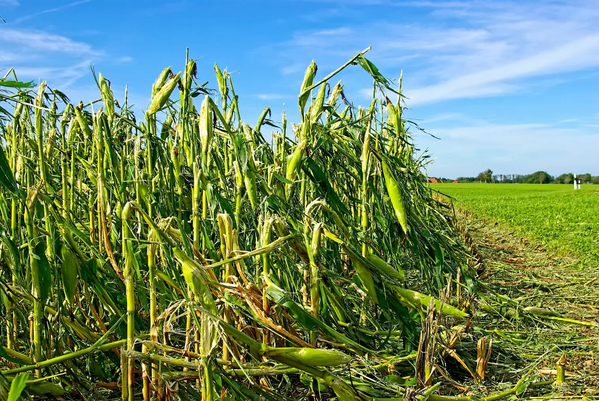 hagelschaden_maisfeld_adobestock Hagelschaden in einem Maisfeld.