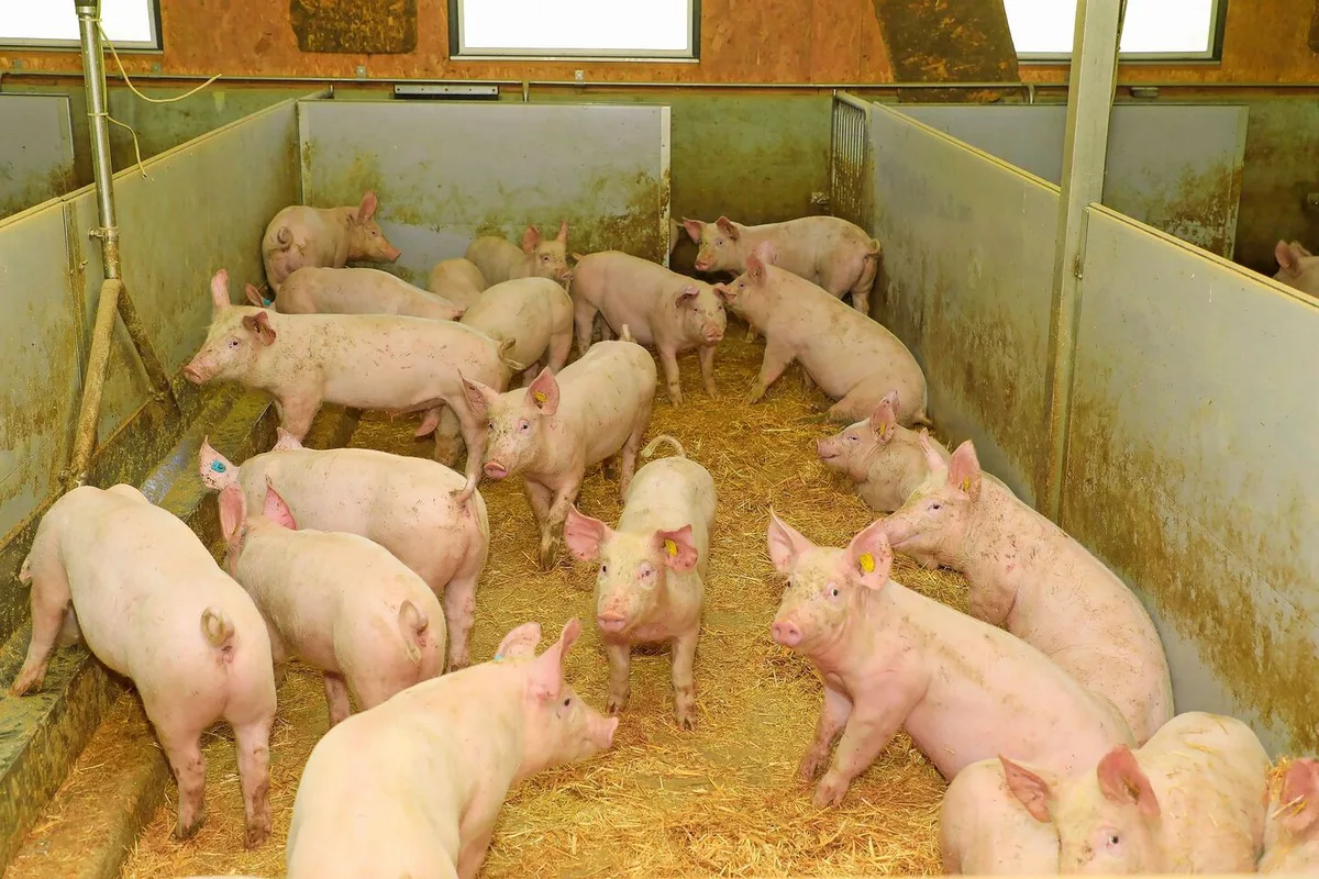 Lange Vorlaufzeiten prägen die Schweineproduktion. Wer früh erkennt, wie sich das Schlachtaufkommen entwickelt, kann besser reagieren.Bild: Peter Röthlisberger