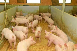 Lange Vorlaufzeiten prägen die Schweineproduktion. Wer früh erkennt, wie sich das Schlachtaufkommen entwickelt, kann besser reagieren.
