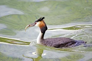Forscher geben Entwarnung: Bisher sei die Menge Mikrosplastik in unseren Gewässern noch unter der Schadschwelle. (Bild Pixabay)