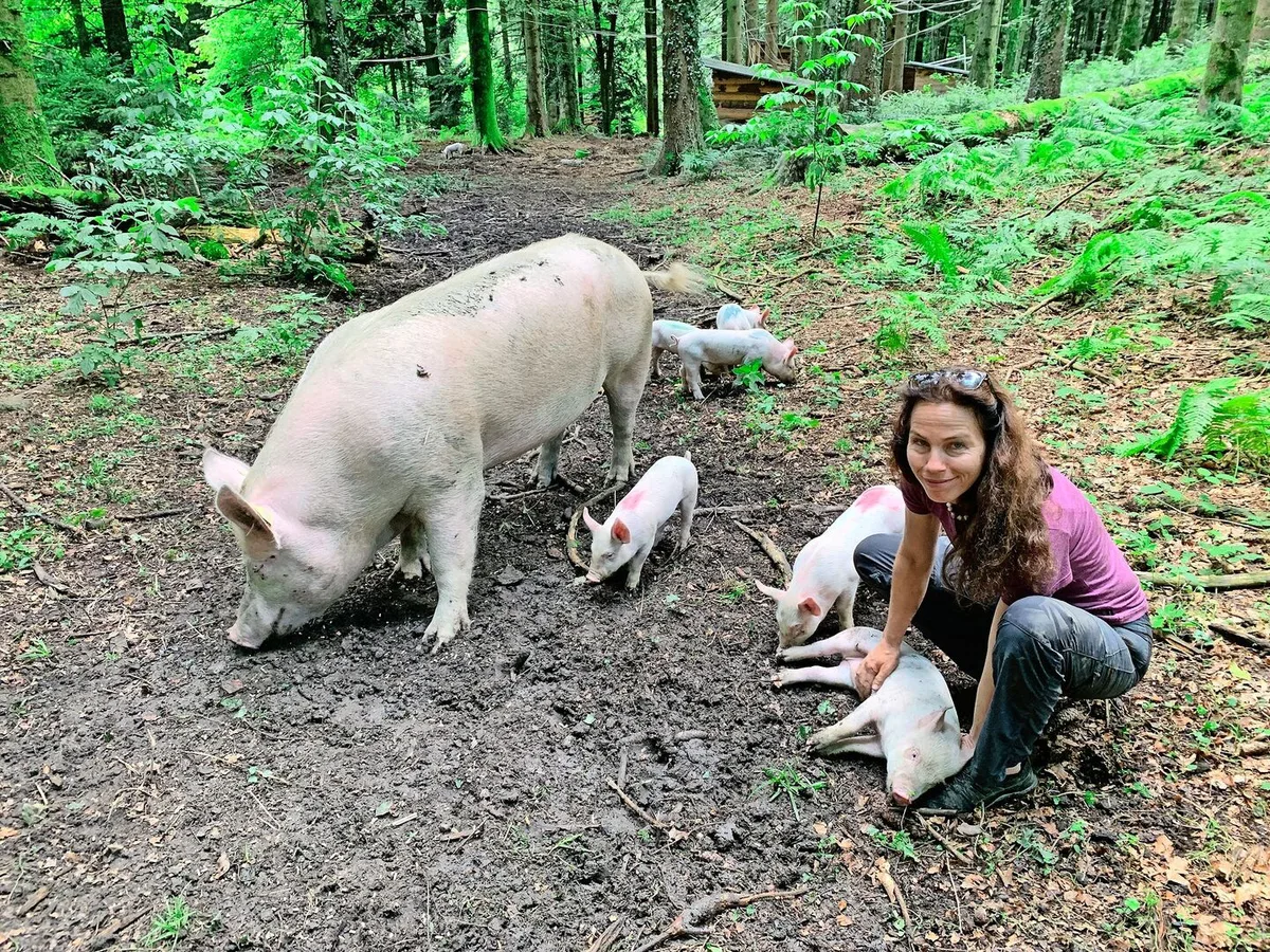 70534db33324efdeaa716ff85158c0a68ae2e92bef5cff9ffc4817a21d5e3b4d Ursula Küchler im Gehege im Wald mit den Schweinen, deren natürliches Verhalten erforscht wird.