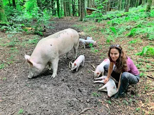 Ursula Küchler im Gehege im Wald mit den Schweinen, deren natürliches Verhalten erforscht wird.