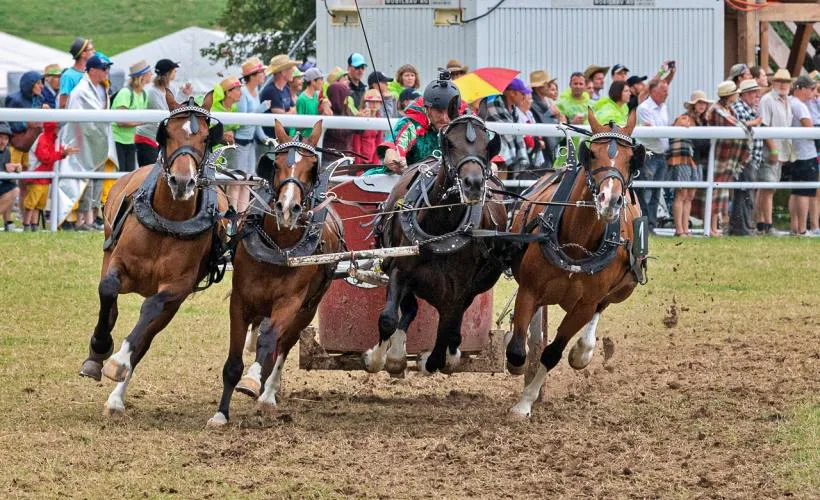 c9dd7e1154a5d3c850bea68e289f4cda4b9f1ad1 Das Marché-Concours ist die grösste Veranstaltung des Kantons Jura. (Bild marcheconcours.ch)