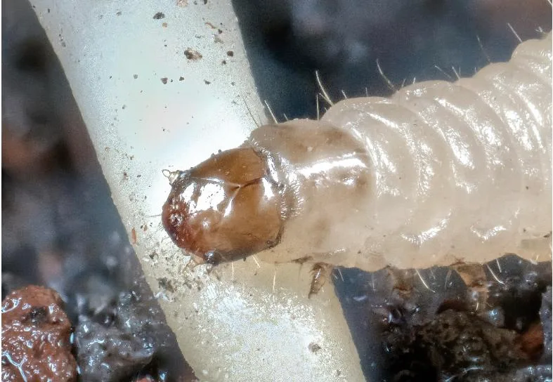 bf57ce37fce2959932e86f121f81c4c6c3f21e27 Der westliche Maiswurzebohrer bedroht den Maisanbau in den USA und ist auch in Europa invasiv. Seine Larven nutzen pflanzliche Abwehrstoffe zur Selbstverteidigung. (Bild Cyril Hertz und Lingfei Hu, Uni Bern)