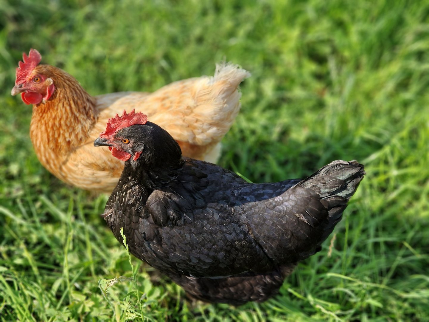 Hühner im Garten: Wenn Bäuerinnen zurückholen, was ihnen gehört