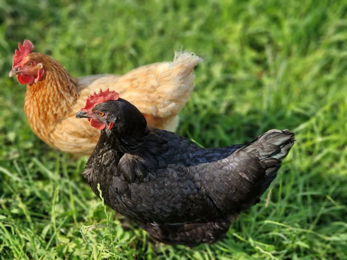 Hühner im Garten: Wenn Bäuerinnen zurückholen, was ihnen gehört