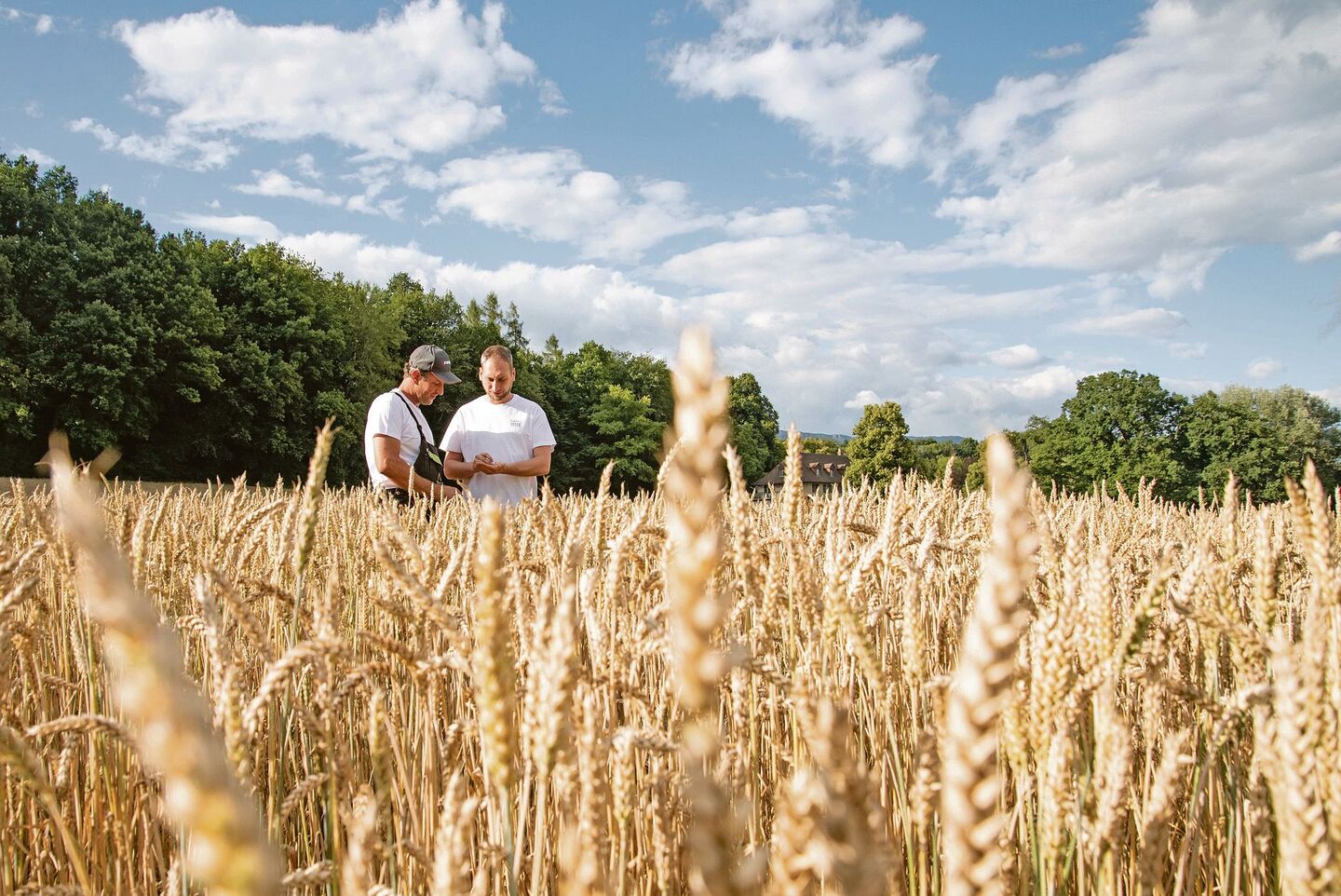 Eine enge Zusammenarbeit mit den Ackerbauern: Marcel Flückiger, Landwirt (l.), und Daniel Kofmel bei der Qualitätskontrolle im Weizenfeld.