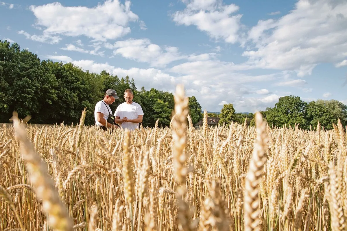 Eine enge Zusammenarbeit mit den Ackerbauern: Marcel Flückiger, Landwirt (l.), und Daniel Kofmel bei der Qualitätskontrolle im Weizenfeld.