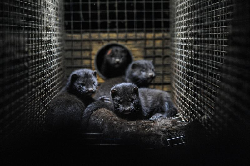In Dänemark ist im November letztes Jahr auf mehreren Nerzfarmen eine mutierte Form des aktuell grassierenden Coronavirus aufgetaucht - die dänischen Behörden haben daraufhin die Tötung aller Nerze angeordnet. (Bild Unsplash)
