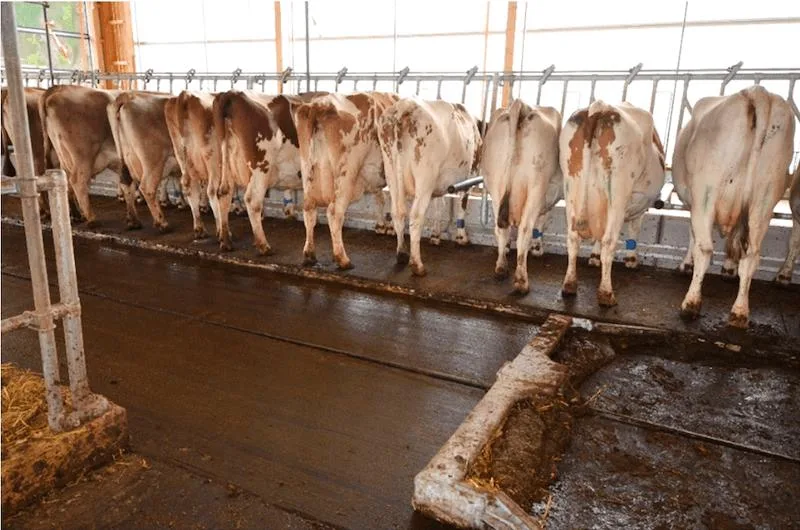 1f54ccbd1151989d9435fd89b37d8edb86ea5047 Dank einem erhöhten Fressbereich werden die Tiere durch den laufenden Entmistungsschieber nicht gestört. (Bild Agroscope)