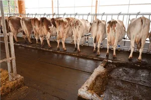Dank einem erhöhten Fressbereich werden die Tiere durch den laufenden Entmistungsschieber nicht gestört. (Bild Agroscope)