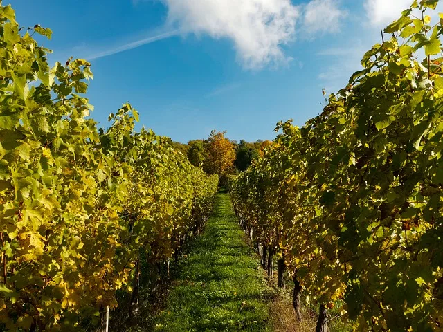 Am allermeisten exportiert die EU Wein. (Bild pd)