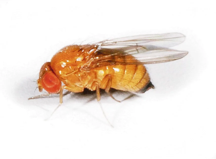 20e0fcb32a3dd5aa5a5c654d28ec27e7cacf926c Kirschessigfliegen erreichen 2 bis 3 mm Länge. (Bild Wikipedia)