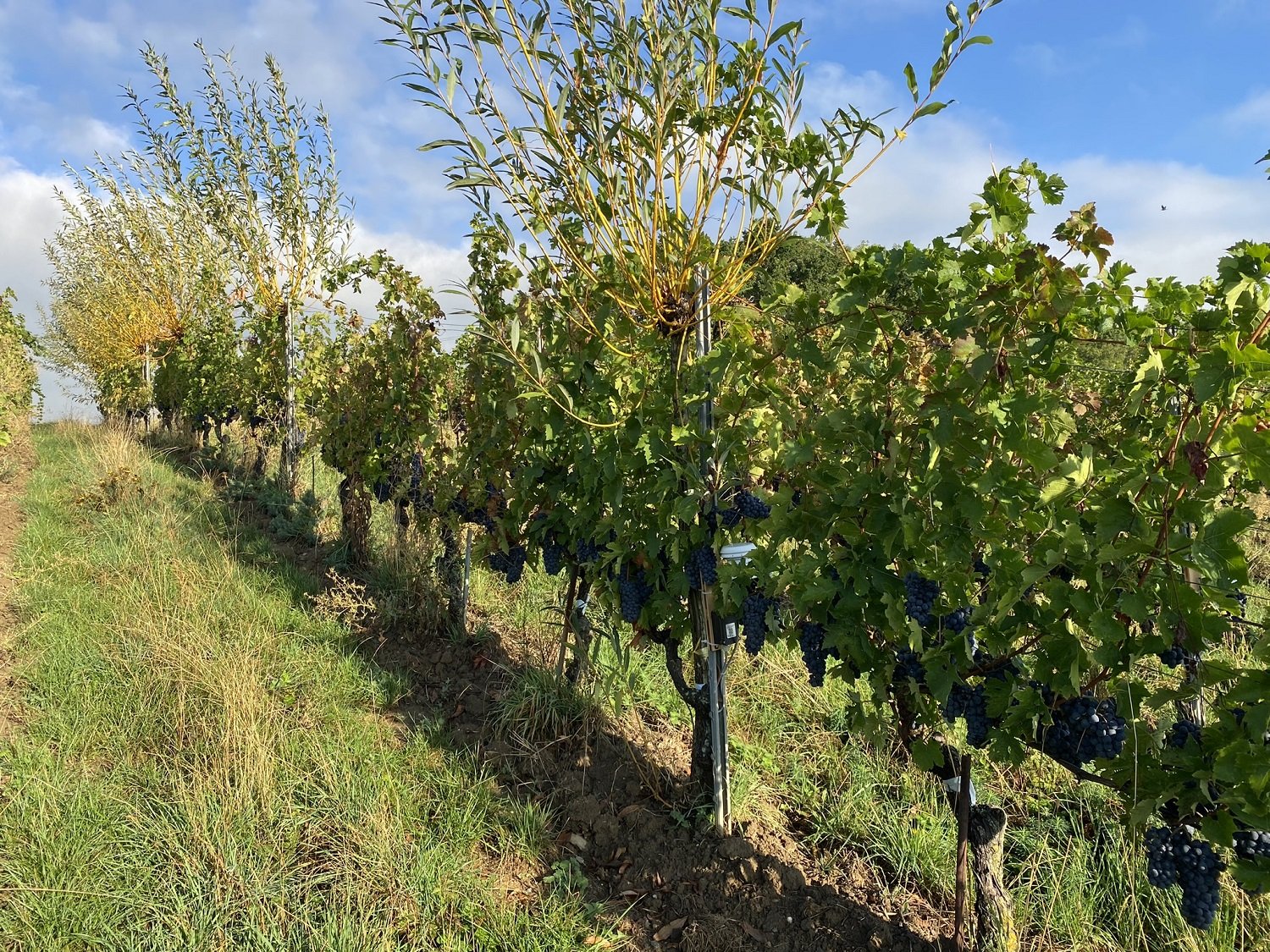 Agroforst: Lösung für den Klimawandel in der Rebanlage?