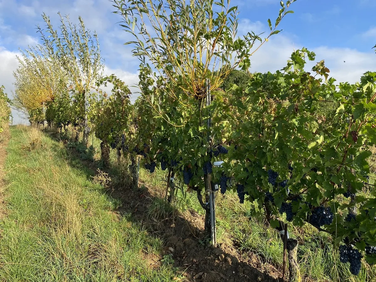 reben-agroforst-hauenstein Agroforst: Lösung für den Klimawandel in der Rebanlage?