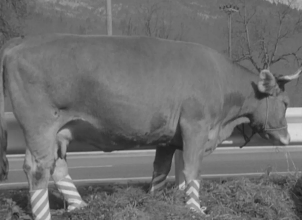 autobahn_kuh_2 Weiden auf der Autobahn: Der Aprilscherz von 1967
