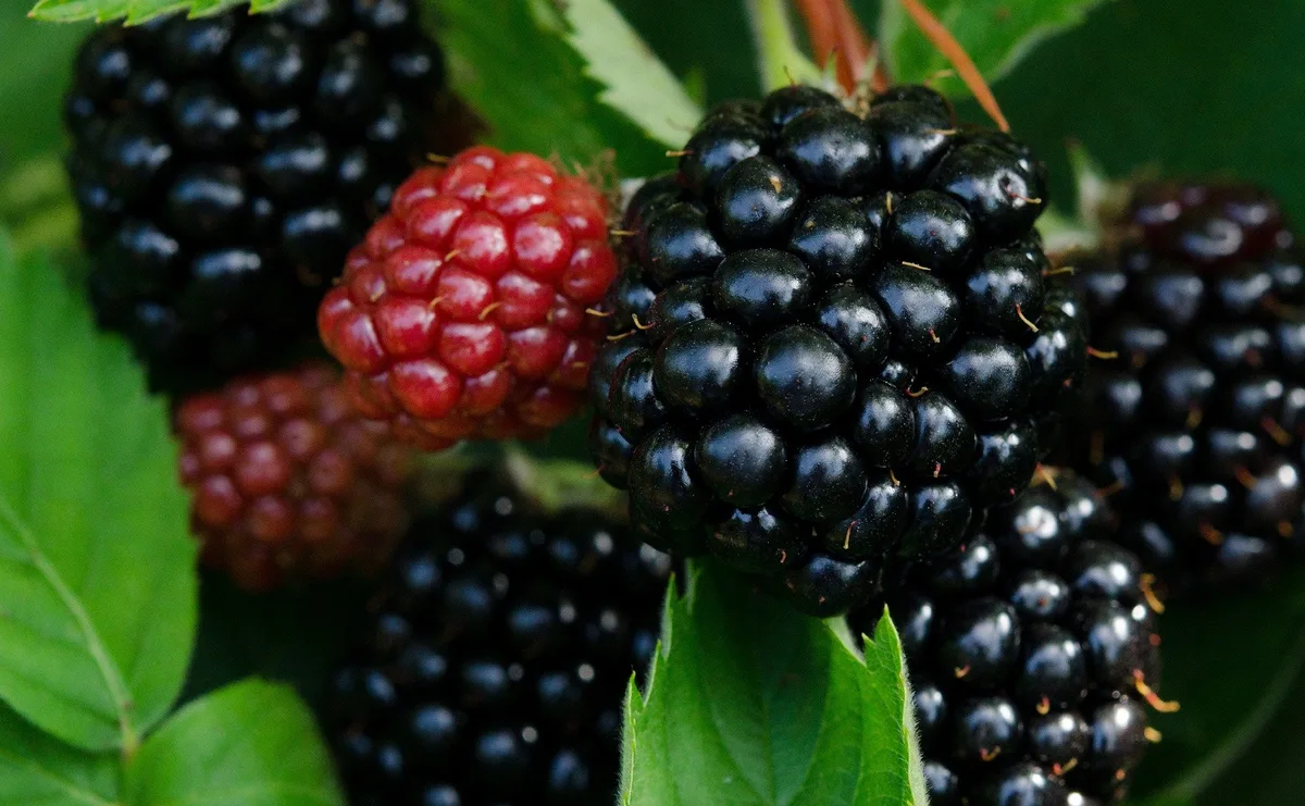 2a257c6ee3686bca59729d154eb02ae72b9251fe 65 % aller konsumierten Brombeeren sollen aus der Schweiz stammen. (Bild Andrew Wilson/pixabay)