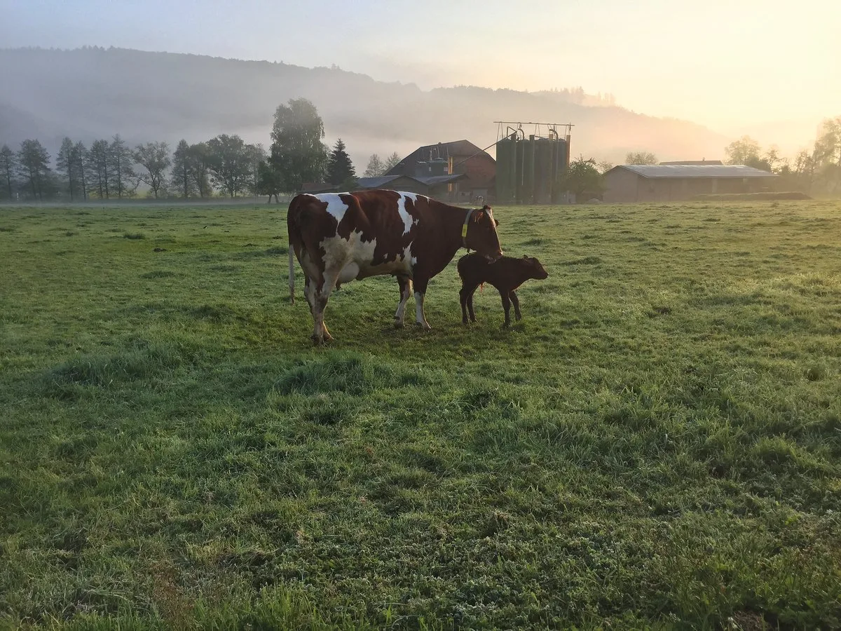1126c34cc393b2c498243b76bb5955b0025844a4 Die erste Zeit nach der Geburt prägt das Kalb: Kommt es früh in Kontakt mit Menschen, ist es später weniger nervös im Umgang. Bild: Nicole Geiser