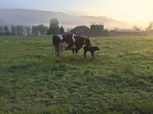 Die erste Zeit nach der Geburt prägt das Kalb: Kommt es früh in Kontakt mit Menschen, ist es später weniger nervös im Umgang. Bild: Nicole Geiser