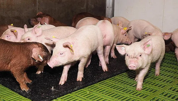 Ein Ende der betäubungslosen Ferkelkastration ist in Sicht. (Bild © agrar-press)