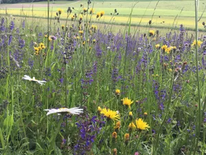Auf extensiven und wenig intensiv genutzten Wiesen können 40 bis 70 respektive 30 bis 40 verschiedene Arten vorkommen. Voraussetzung für eine hohe Biodiversität ist allerdings, dass keine Art oder Artengruppe dominiert.