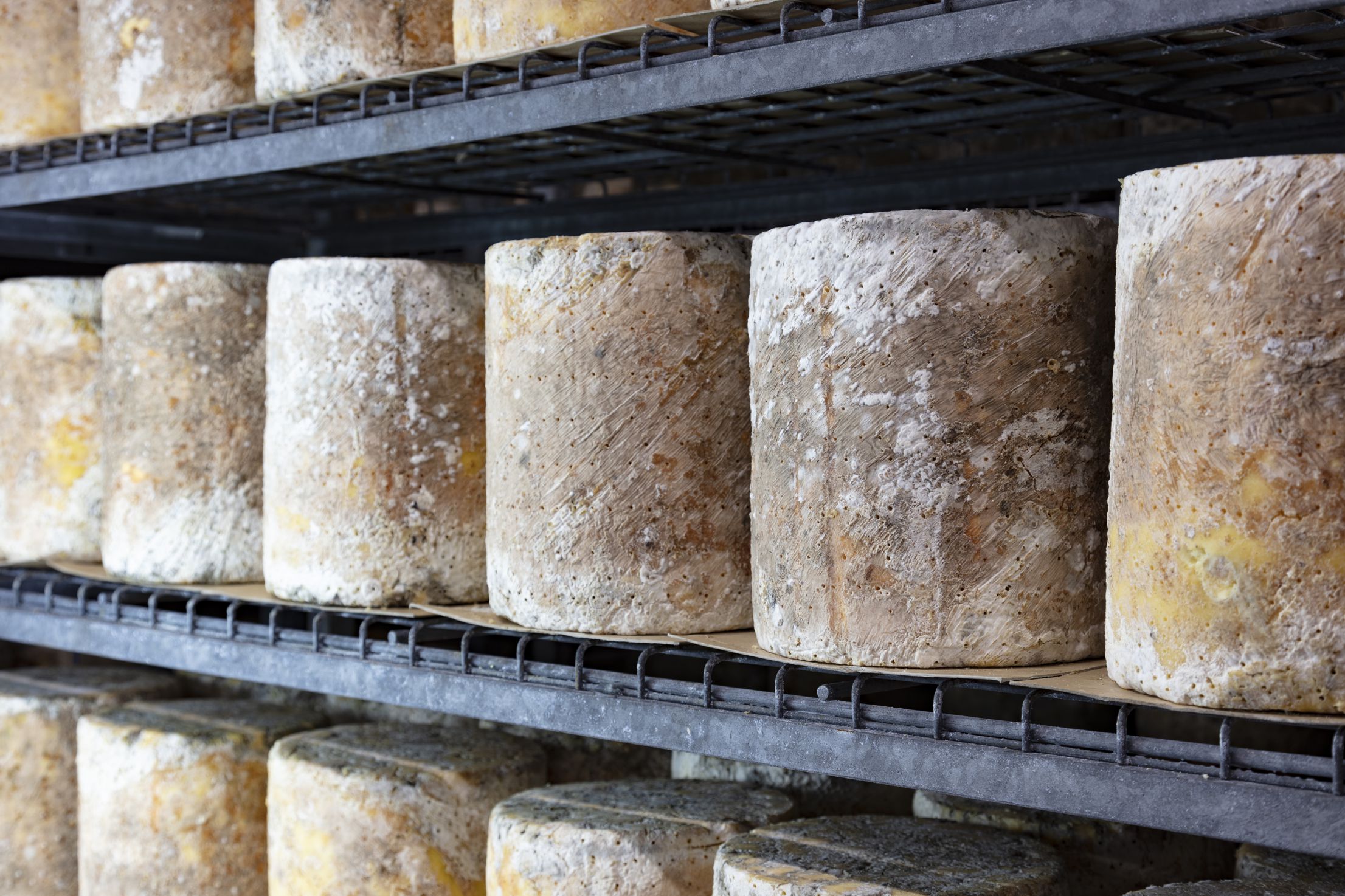 Die Long Clawson Dairy produziert Schimmelkäse für die Festtage