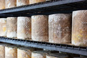Zuerst entwickelt der «Blue Stilton» im Reifekeller seine Schimmelrinde, bevor man ihn impft, damit er auch innen seine charakteristischen Blauschimmeladern bekommt.
