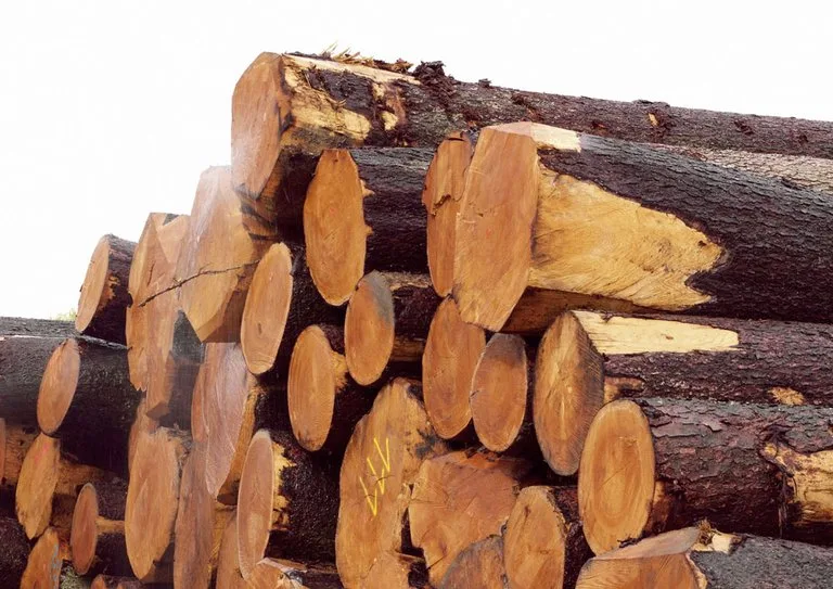 e50701bc982711c3e61403a01b06f0af45a32ac0 Import von Holz aus illegalem Holzschlag soll verboten werden. (Bild lid)