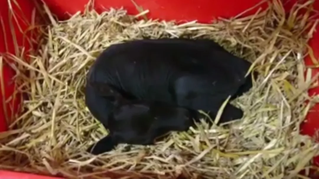 6f65941a3f48be1058f7652bad1f0371fa538c9e Dieses bisschen Kalb wiegt nur 4 Kg, trinkt aber fleissig. (Bild Christoph Saner)