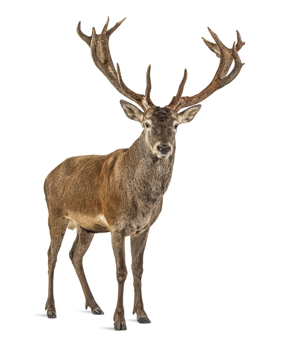Walliser Jäger schiessen mehr als 1700 Hirsche
