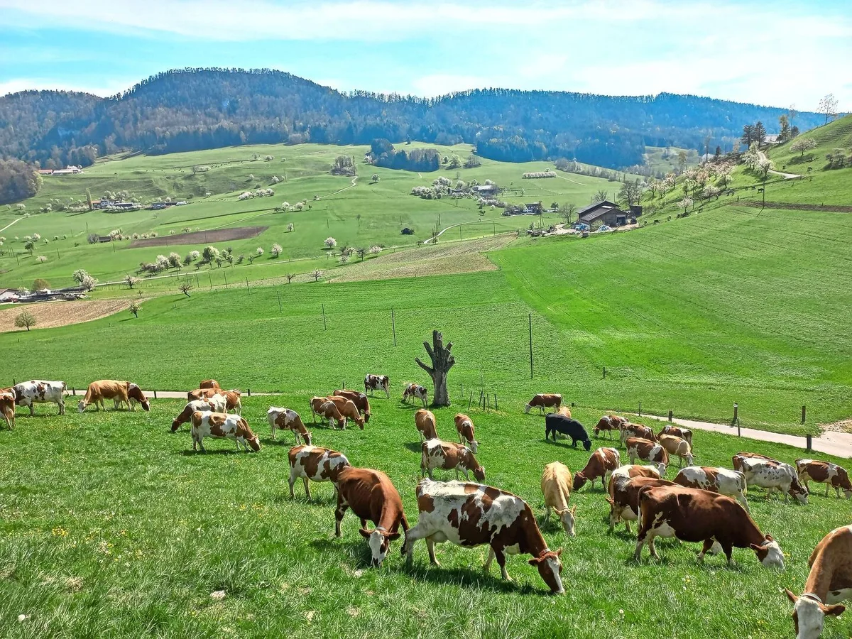 28f1f26180b672df13970ecf497519d76d7bdbab5c5904ecf93f357ce0ec29e5 Belastete Böden können dazu führen, dass PFAS über das Futter von Nutztieren aufgenommen werden und sich in der Milch und im Fleisch anreichern.