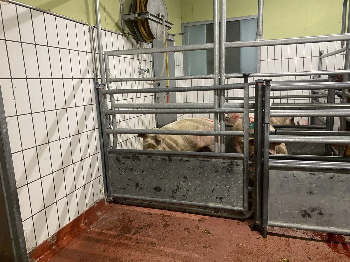 IMG_5905 Mehrere EU-Länder fordern besseren Tierschutz bei Transporten