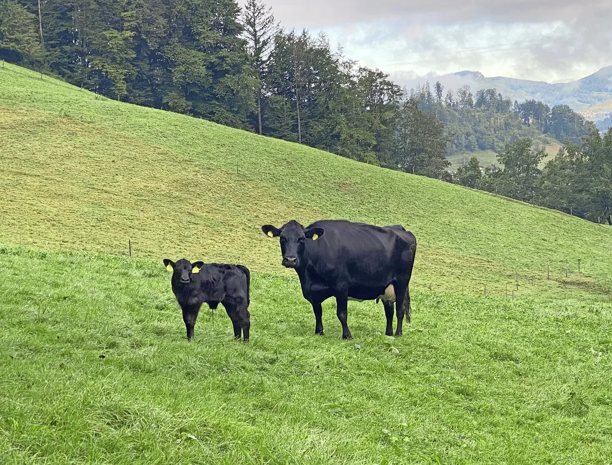 DG_26-05_SA_Mutterkuh Das Leistungspotenzial der Beef kann mit einer passenden Zufütterung ausgeschöpft werden.