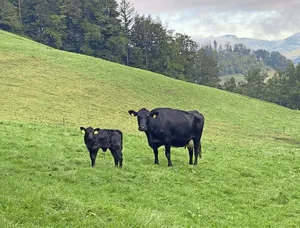 Das Leistungspotenzial der Beef kann mit einer passenden Zufütterung ausgeschöpft werden.
