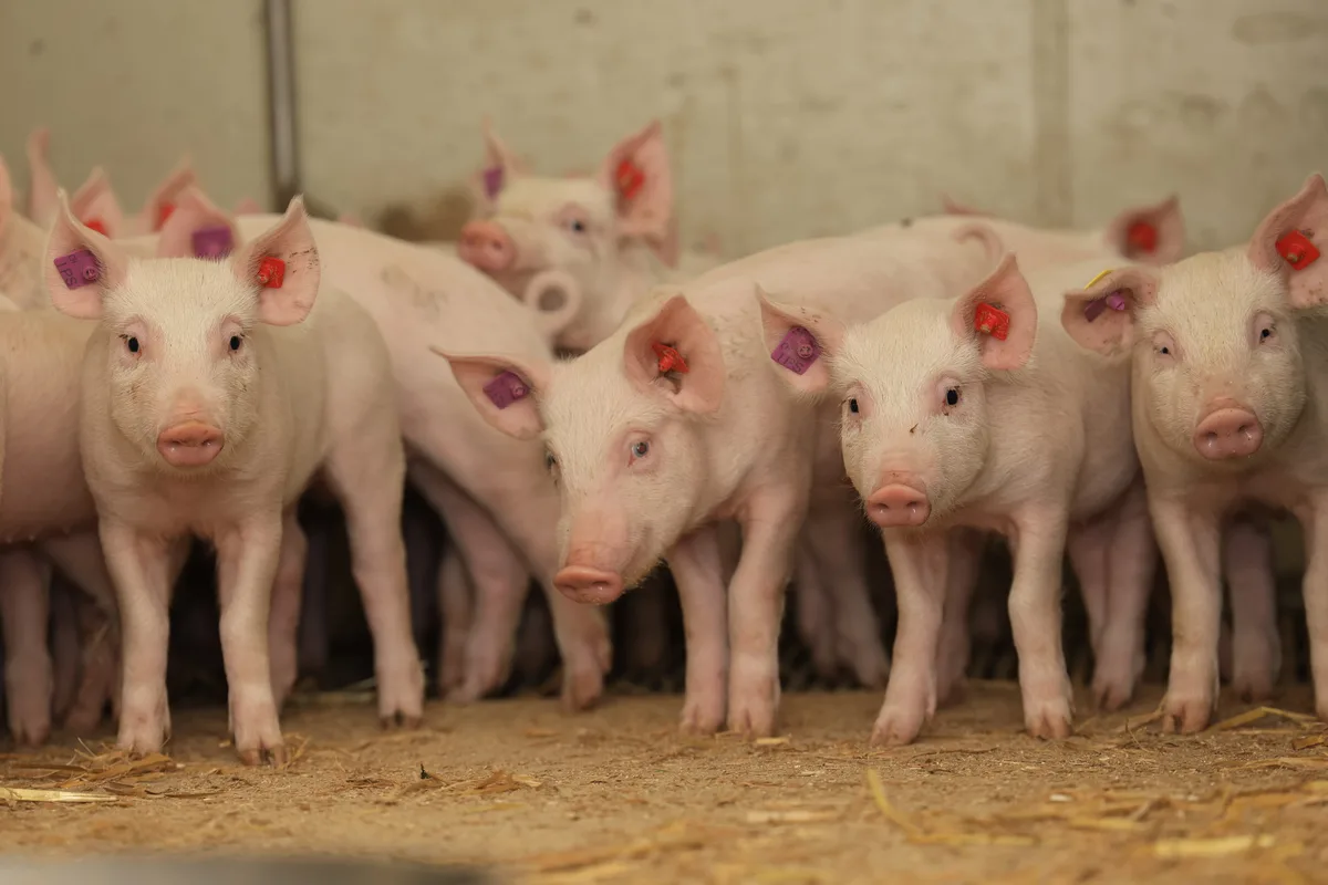 Aufzucht-Ferkel Ihnen geht es gut: Besonders betroffen bei einem EP-Ausbruch sind Mast- und Absetzferkel. Die betroffenen Tiere zeigen einen trockenen, chronischen Husten.