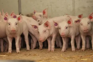 Ihnen geht es gut: Besonders betroffen bei einem EP-Ausbruch sind Mast- und Absetzferkel. Die betroffenen Tiere zeigen einen trockenen, chronischen Husten.