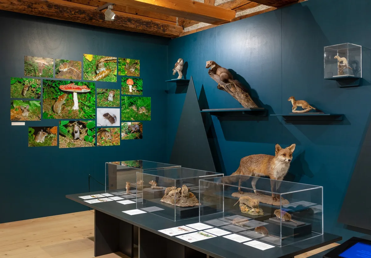 Blick_in_die_Ausstellung_Die_Maus_1 Die Maus – hier ein ekelerregender Schädling, dort ein süsses Tierchen