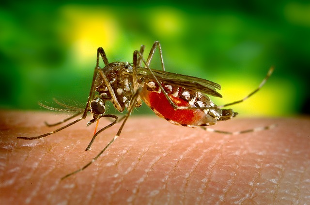 Die Studienergebnisse sollen dazu führen, dass Patienten diagnostiziert werden können, bei denen alle Symptome auf eine Virusinfektion hinweisen, ein Virus jedoch nicht nachgewiesen werden kann. (Symbolbild Pixabay)