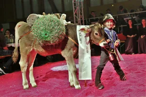 Auch an der diesjährigen Schwyzer Junior Show werden die jüngsten Teilnehmer ihre Kälber wieder originell präsentieren.
