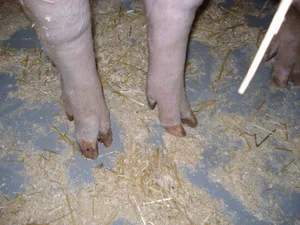 Klauenerkrankungen wirken sich direkt auf Tierwohl, Leistungsfähigkeit und Langlebigkeit der Sau aus.