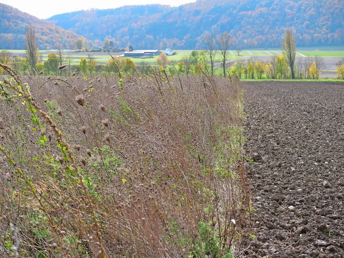 Deutlich sichtbar: Die zweijährige Buntbrache bietet zahlreiche Lebensräume, der nackte Acker kaum. Damit sie nicht zum Problem wird, muss die Buntbrache gepflegt werden.