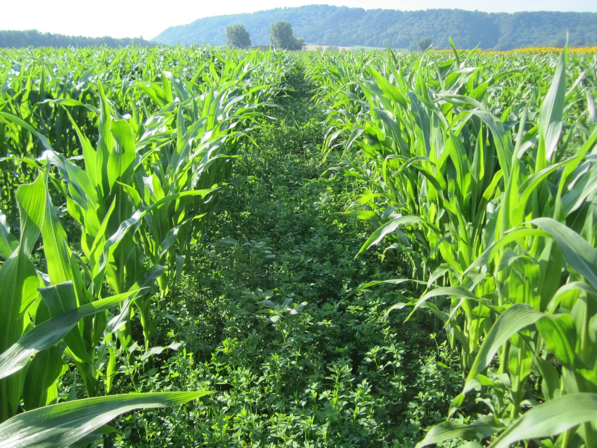 Auch an den «Swiss No Till»-Führungen ist u.a. die Untersaat im Mais Thema. Die Forschung ist sich einig: Je nach Zusammensetzung liefert die Kultur auch so gute Erträge. (Bild Feldtage 8WCCA)