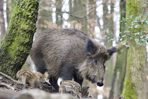 578397233388bebead739667786f154c0f8d9256 Die Afrikanische Schweinepest kann Wildschweine, aber auch Hausschweine heimsuchen. (Bild Pixabay)