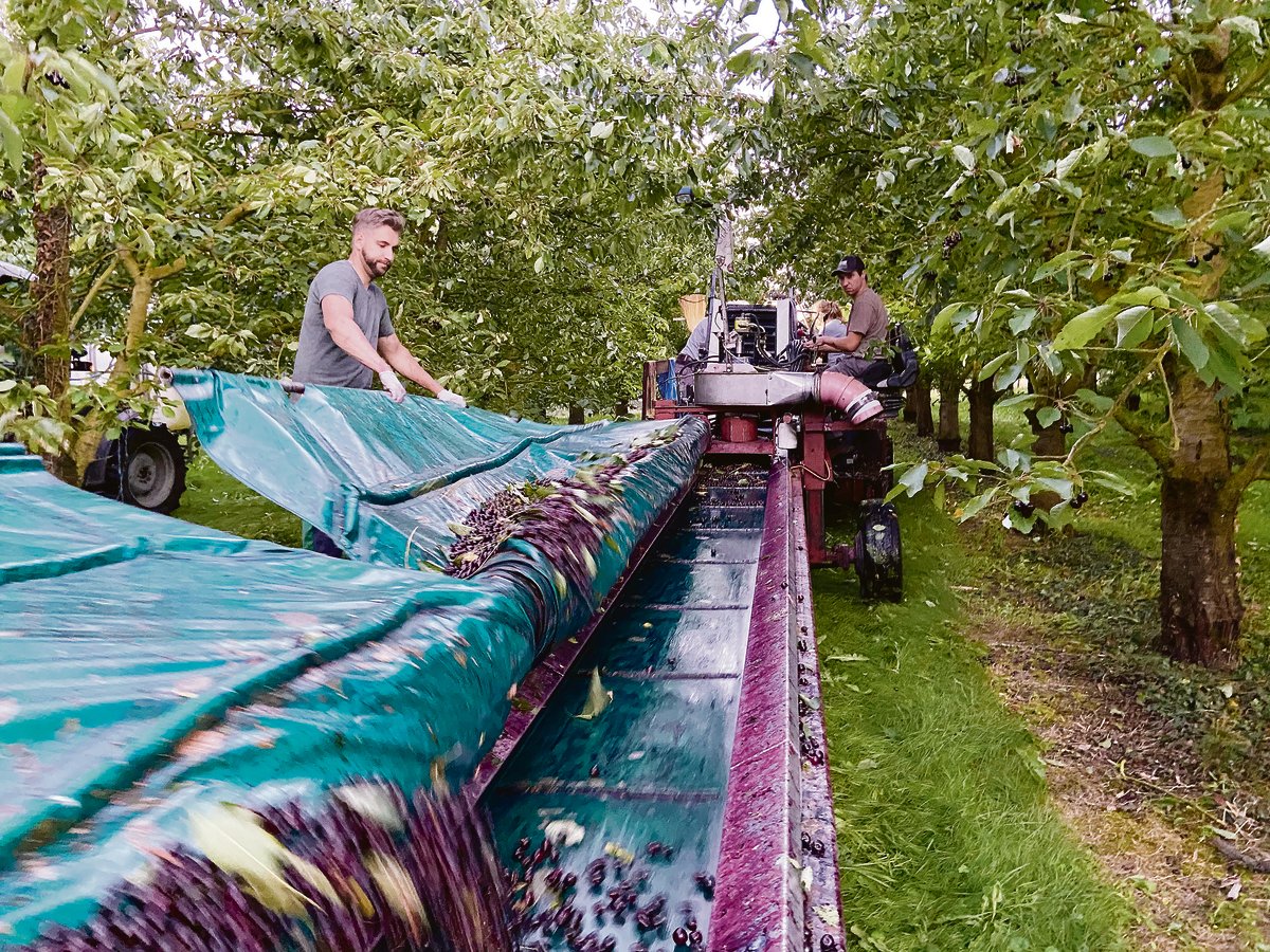 Das Aufnahmegerät im Einsatz: Die Blachen werden ausgezogen und dann links und rechts vom Baum hingelegt. Dann kommt der Schüttler in den Einsatz. Jetzt aktiviert der Maschinist den Einrollmechanismus und die Kirschen gelangen aufs Förderband.(Bilder akr)