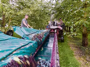 Das Aufnahmegerät im Einsatz: Die Blachen werden ausgezogen und dann links und rechts vom Baum hingelegt. Dann kommt der Schüttler in den Einsatz. Jetzt aktiviert der Maschinist den Einrollmechanismus und die Kirschen gelangen aufs Förderband.(Bilder akr)