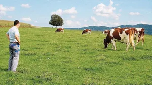 Das wertvollste Fruchtbarkeitshilfsmittel: Dreimal täglich eine Viertelstunde die Tiere beobachten, allerdings nicht zu Melk- und Fütterungszeiten.