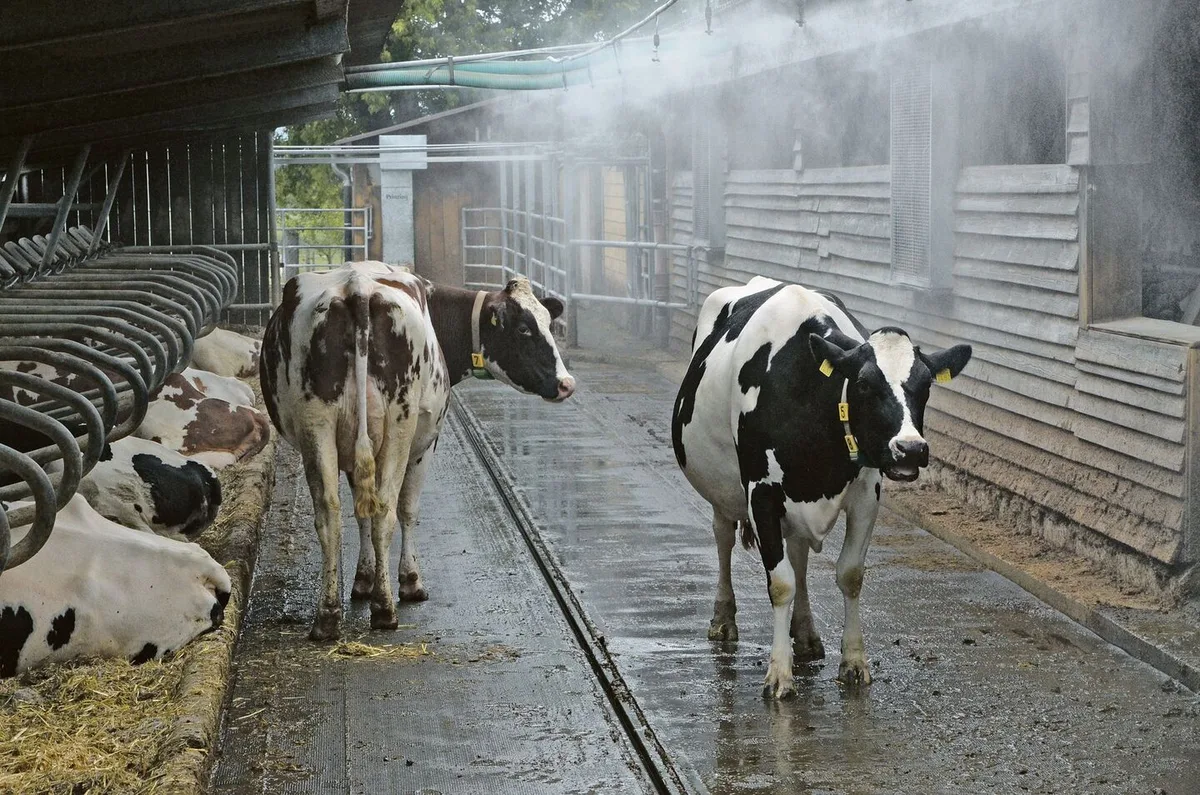 622c2c2c79116d6dc79b6c9134777d2497fdff591277e98d330db6ddf01723a5 Bei den einheimischen Rassen können Sprinkleranlagen für Abkühlung an heissen Tagen sorgen und den Hitzestress reduzieren.