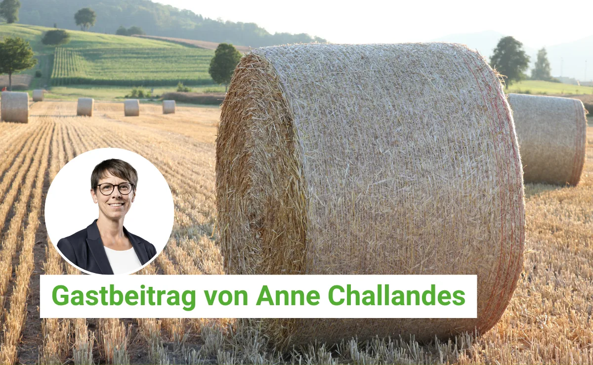 Artikel BauZ Gastbeitrag (1).png